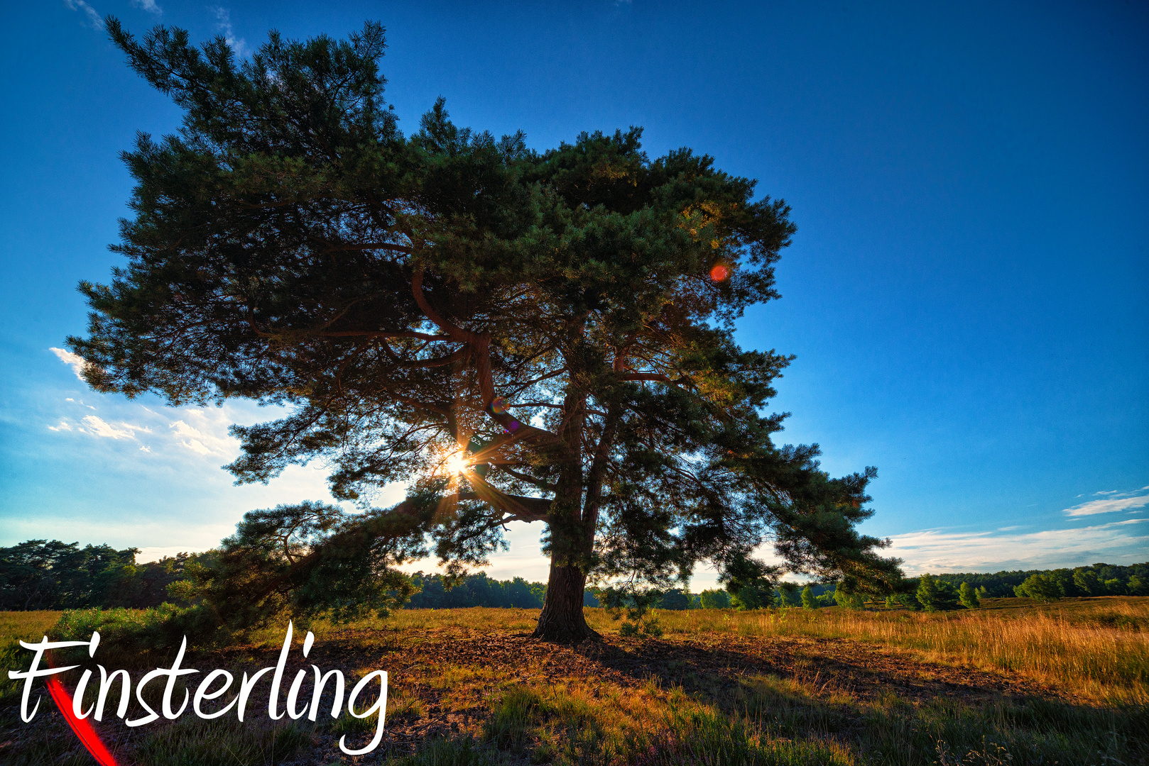 Heide mit Baum