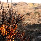 Heide mit Beeren