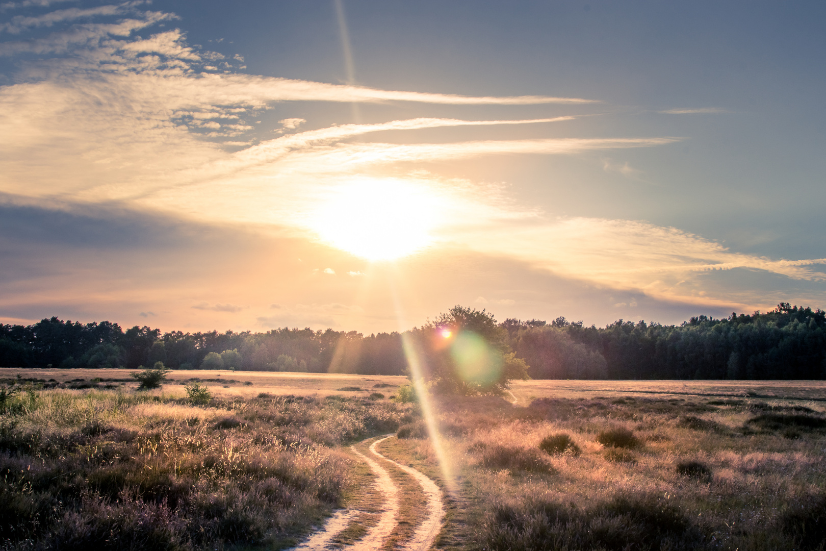 Heide mit flare