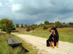 Heide mit Hund