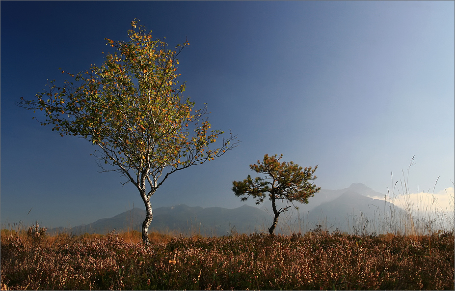 Heide-Moor-Alpen: Rottauer Filze