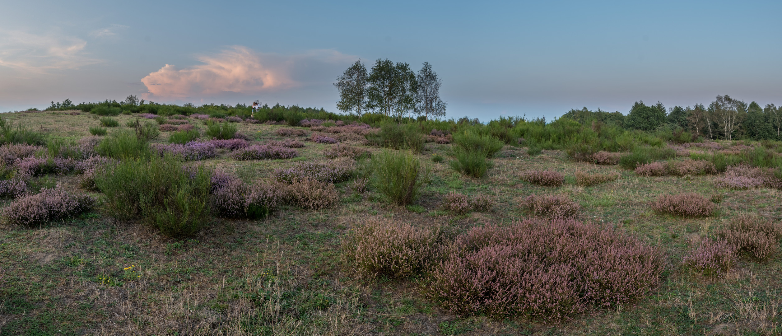 Heide nach Sonnenuntergang