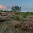 Heide nach Sonnenuntergang