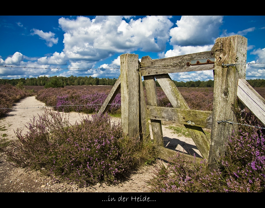 Heide -Nationalpark Veluwezoom-