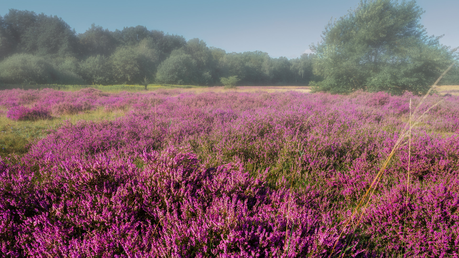 Heide Nebel