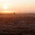 Heide, Nebel und Frost 