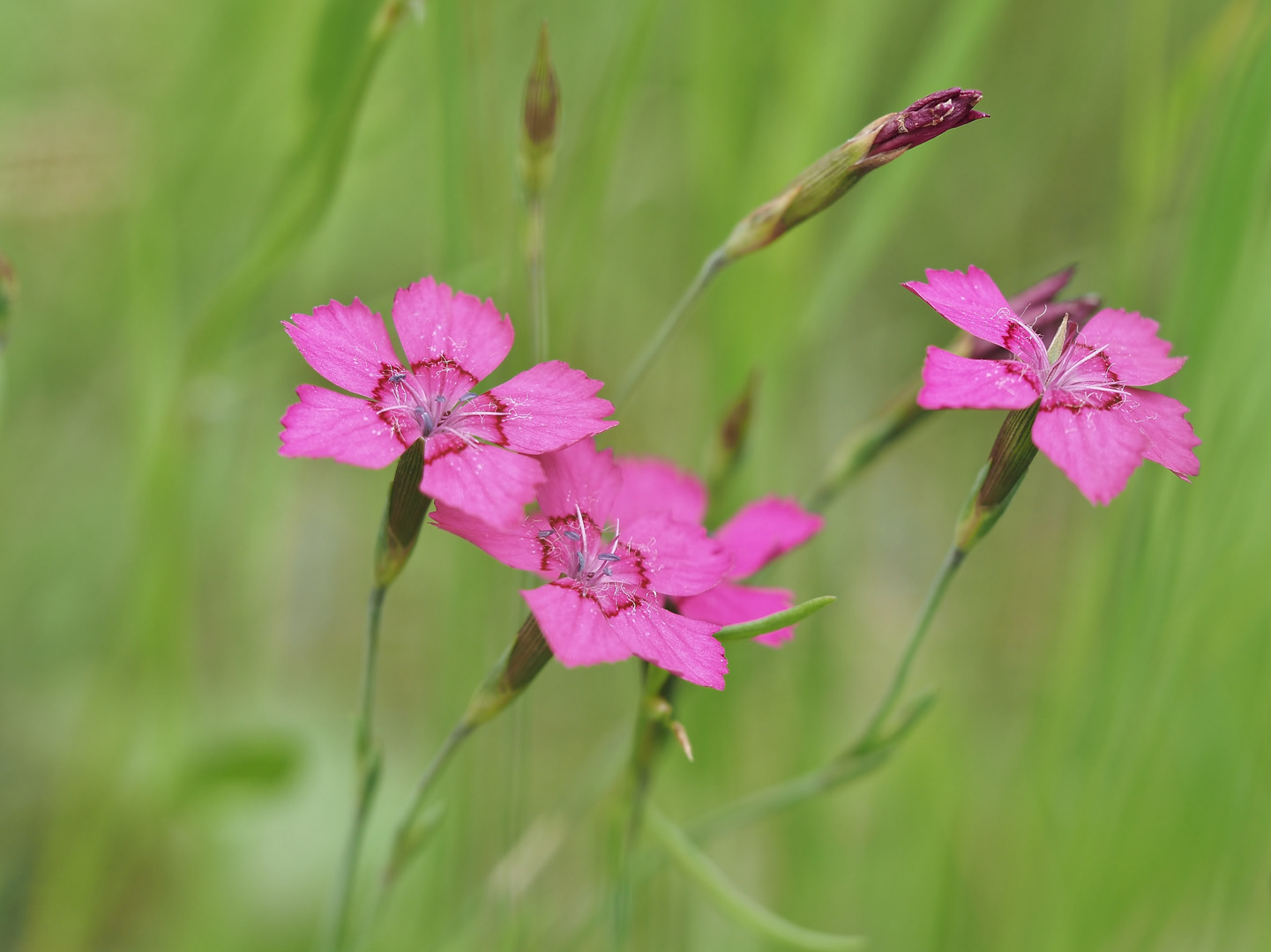 Heide-Nelke am Waldrand