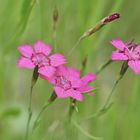 Heide-Nelke am Waldrand