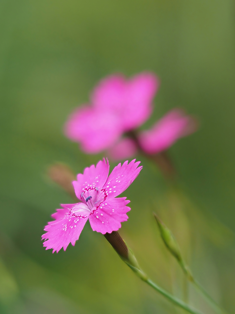 Heide-Nelke (Dianthus deltoides) 