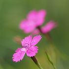 Heide-Nelke (Dianthus deltoides) 