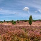 Heide-Panorama-1