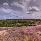 Heide-Panorama-2