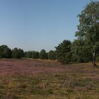 Heide Panorama