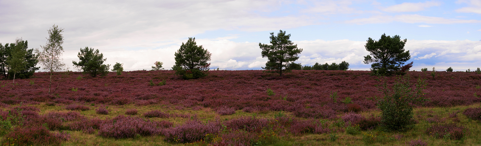 Heide-Panorama