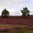 Heide-Panorama