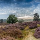 Heide Panorama