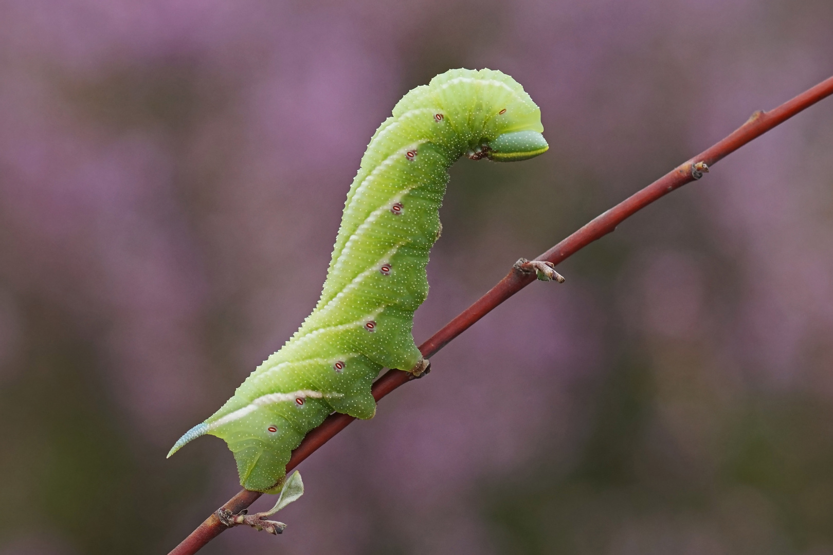 Heide-Raupe des Abendpfauenauges (Smerinthus ocellata)