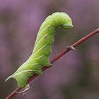 Heide-Raupe des Abendpfauenauges (Smerinthus ocellata)