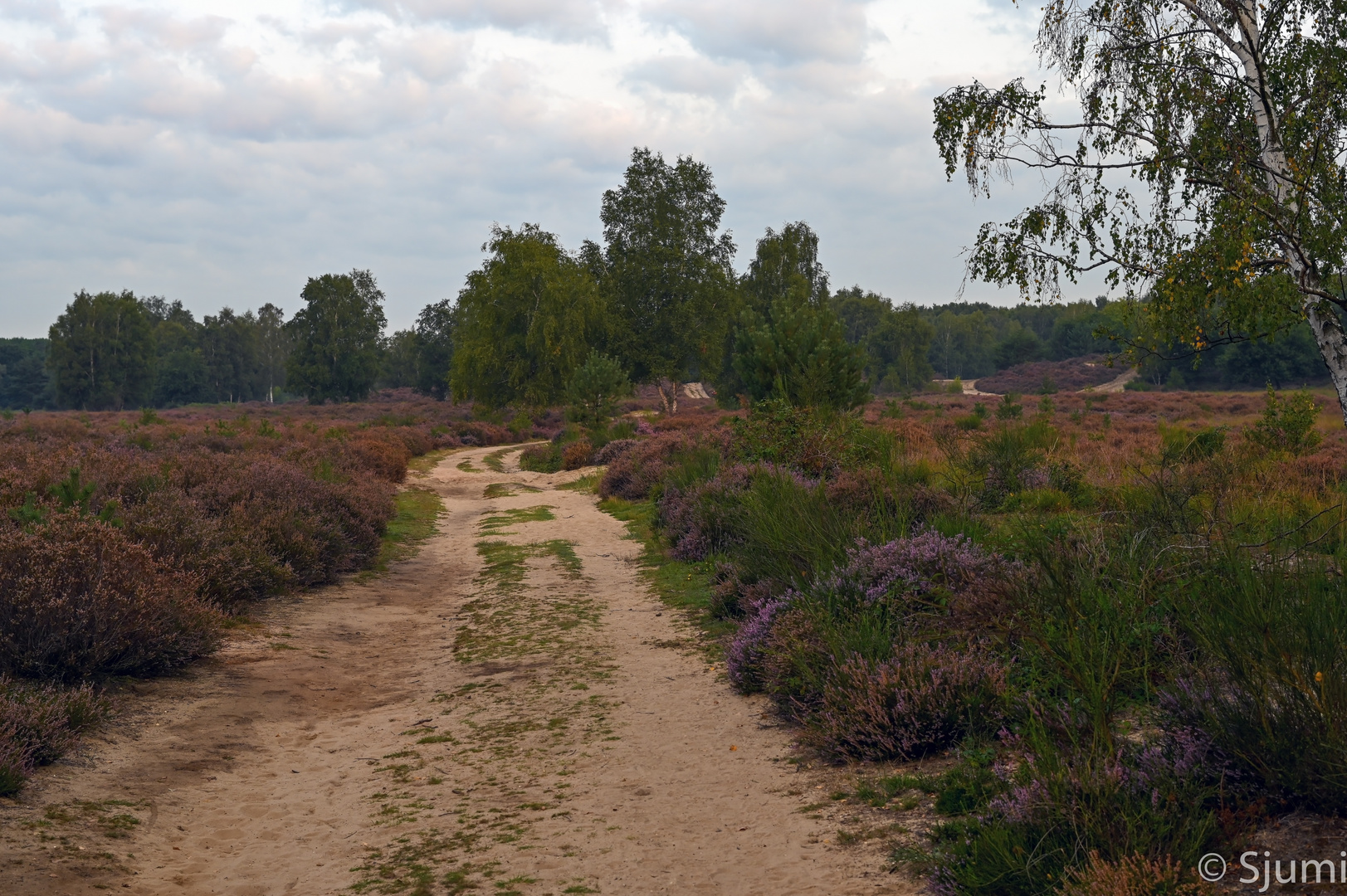 Heide Romantik