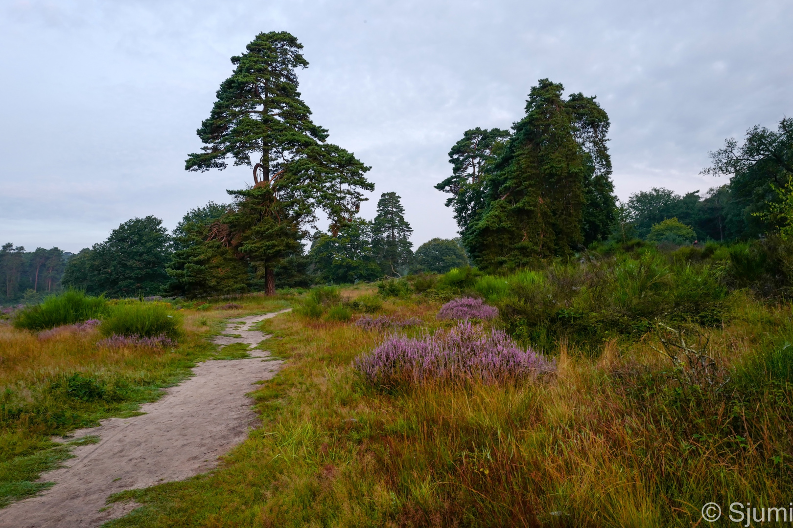 Heide Romantik