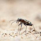 Heide-Sandlaufkäfer (Cicindela sylvatica)