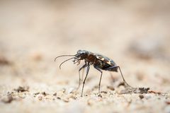 Heide-Sandlaufkäfer (Cicindela sylvatica)