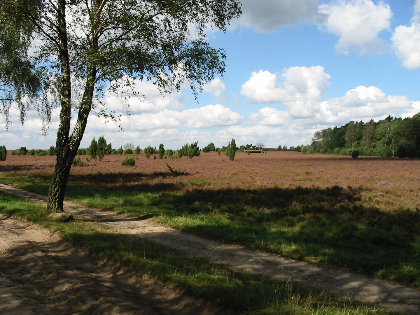 Heide Schatten Sonne Mix