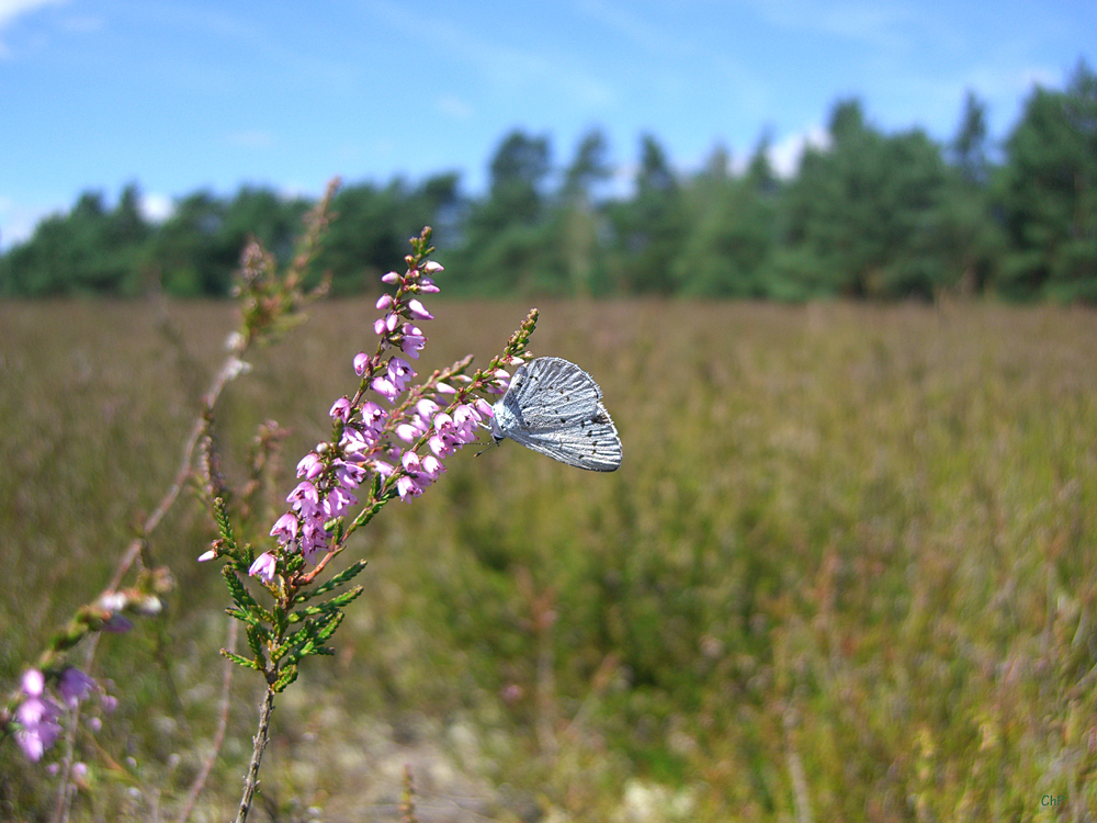 Heide-Schmetterling;-)