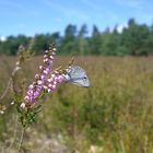 Heide-Schmetterling;-)