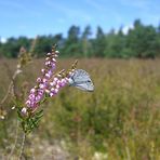 Heide-Schmetterling;-)