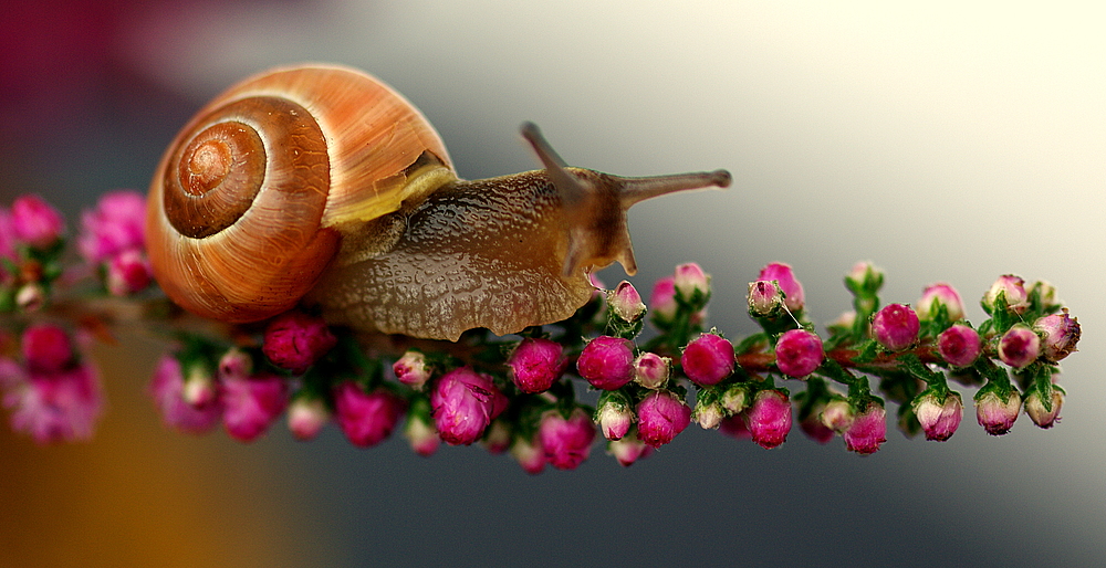 Heide - Schnecke