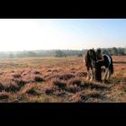 Heide Shooting - Tinker Pony Winnetou 