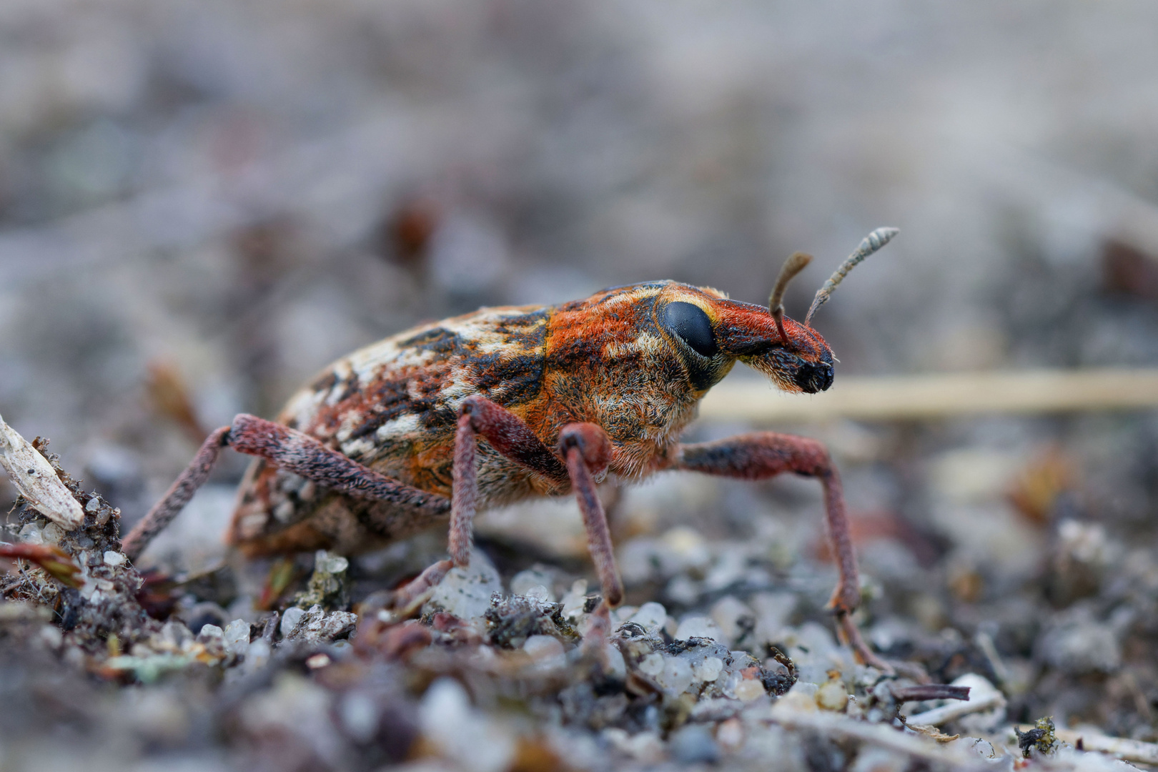 Heide - Steppenrüssler (Coniocleonus nebulosus) 