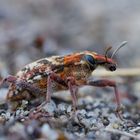 Heide - Steppenrüssler (Coniocleonus nebulosus) 