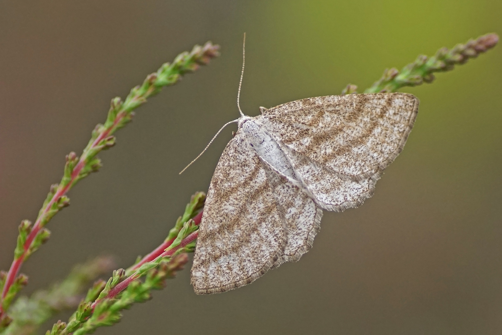 Heide-Streifenspanner (Perconia strigillaria), Weibchen