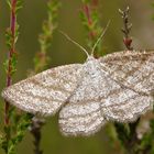 Heide-Streifenspanner (Perconia strigillaria), Weibchen