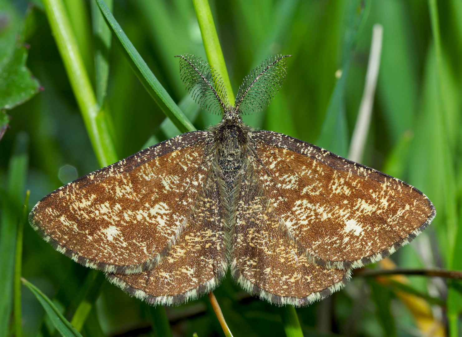 Heide-Tagspanner (Ematurga atomaria) - La Phalène picotée.