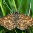 Heide-Tagspanner (Ematurga atomaria) - La Phalène picotée.