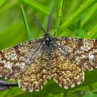 Heide-Tagspanner (Ematurga atomaria) - La Phalène picotée.