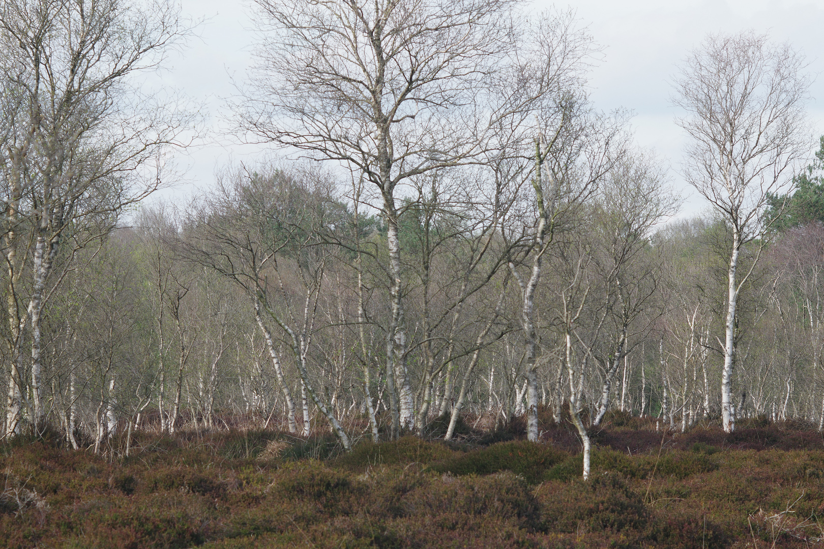 Heide und Birken