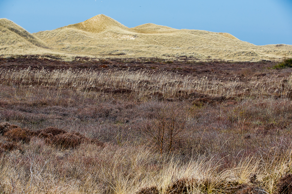 Heide und Dünen