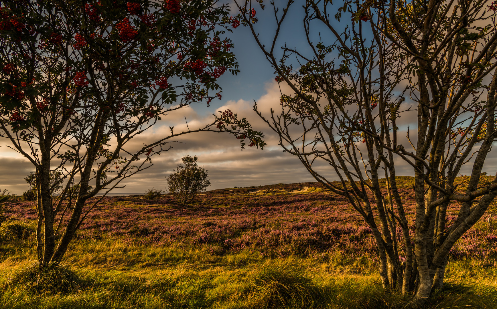 Heide- und Dünenlandschaft