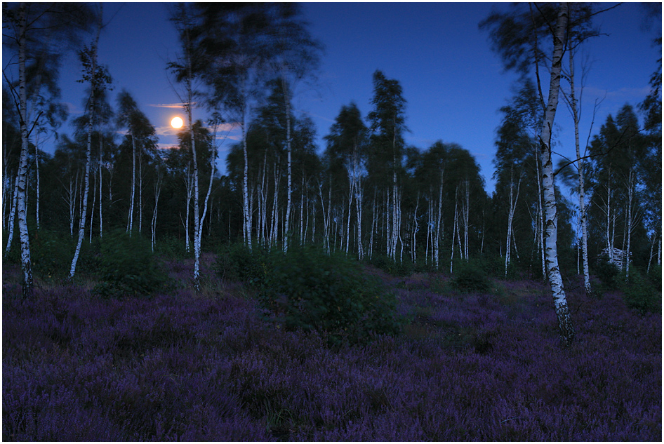 Heide und Mondlicht...