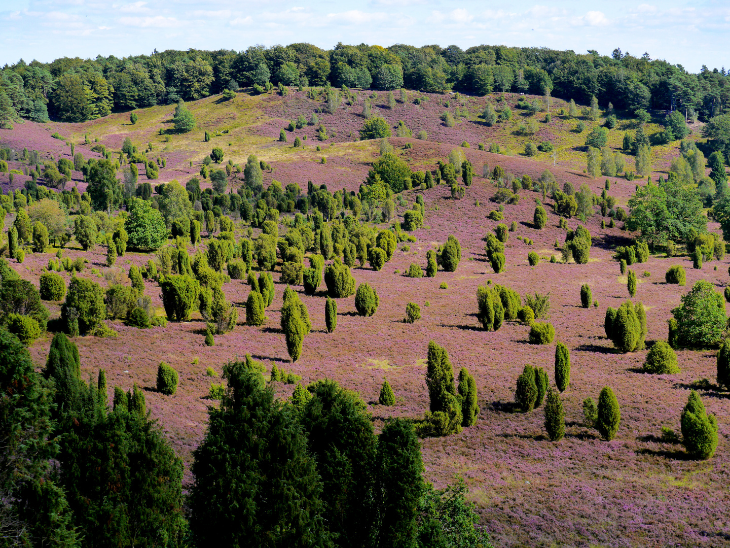 Heide und Wacholder