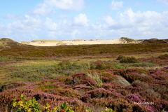 Heide und Wanderdüne