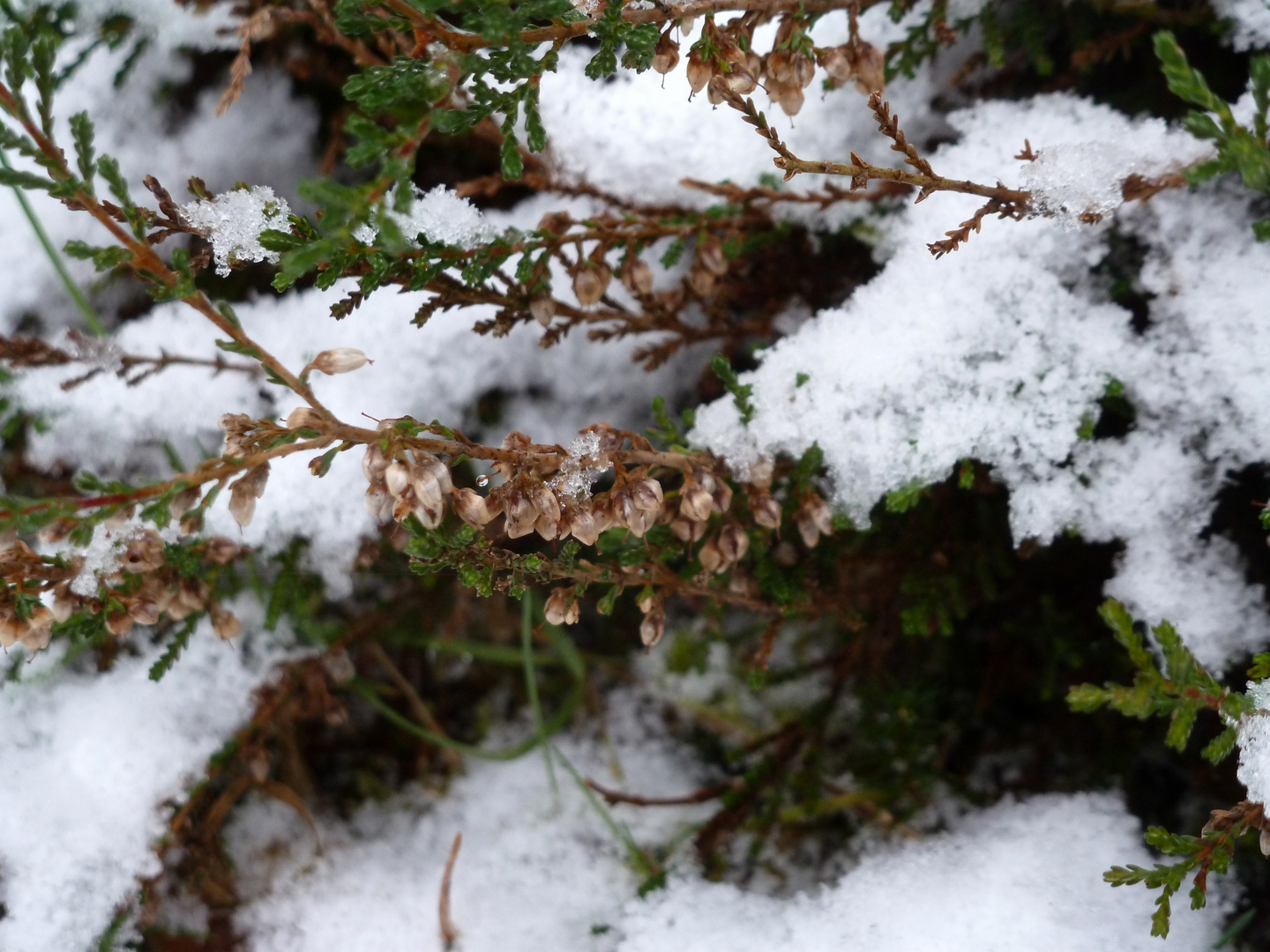 Heide unter Schnee ...