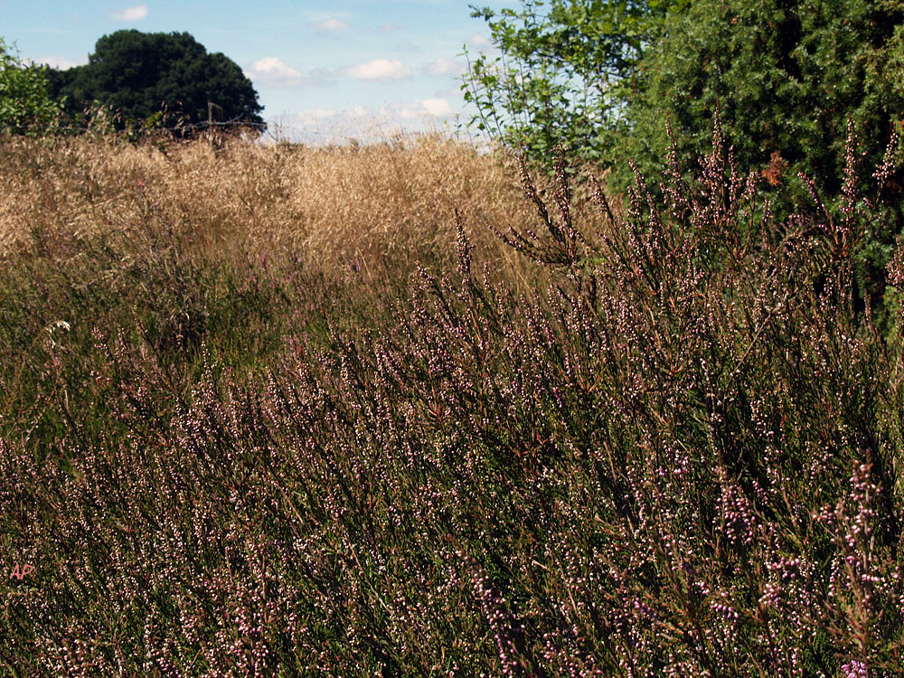 Heide-Wanderung (1)