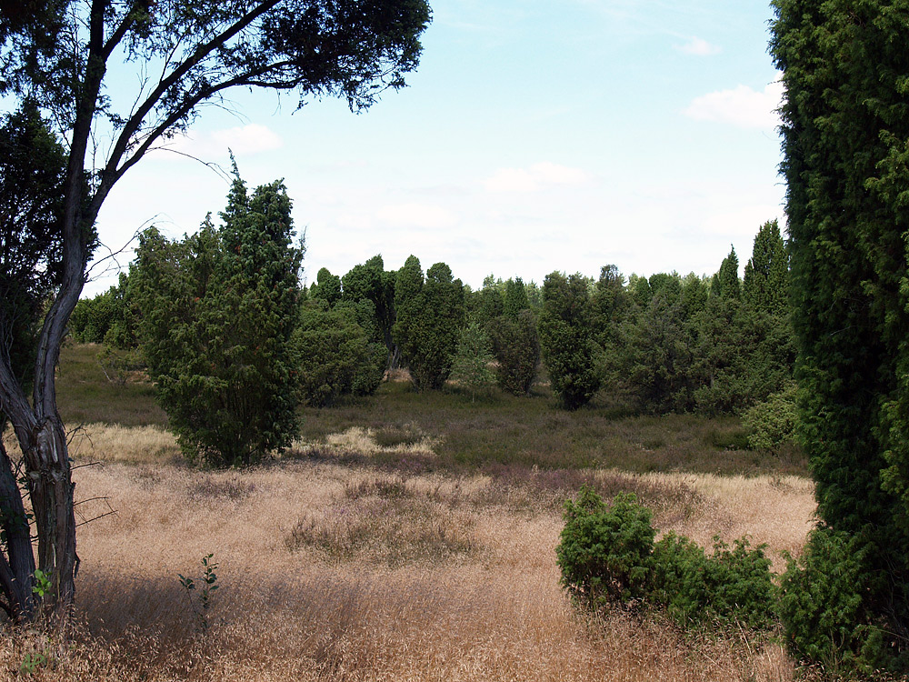 Heide-Wanderung (2)