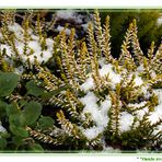 Heide *winterhart*