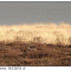 Heide zwischen Kupferkanne und Wattenmeer